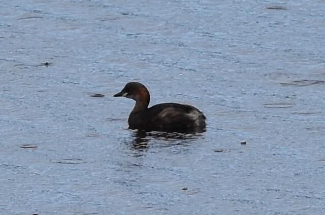 Little Grebe - Blair Whyte