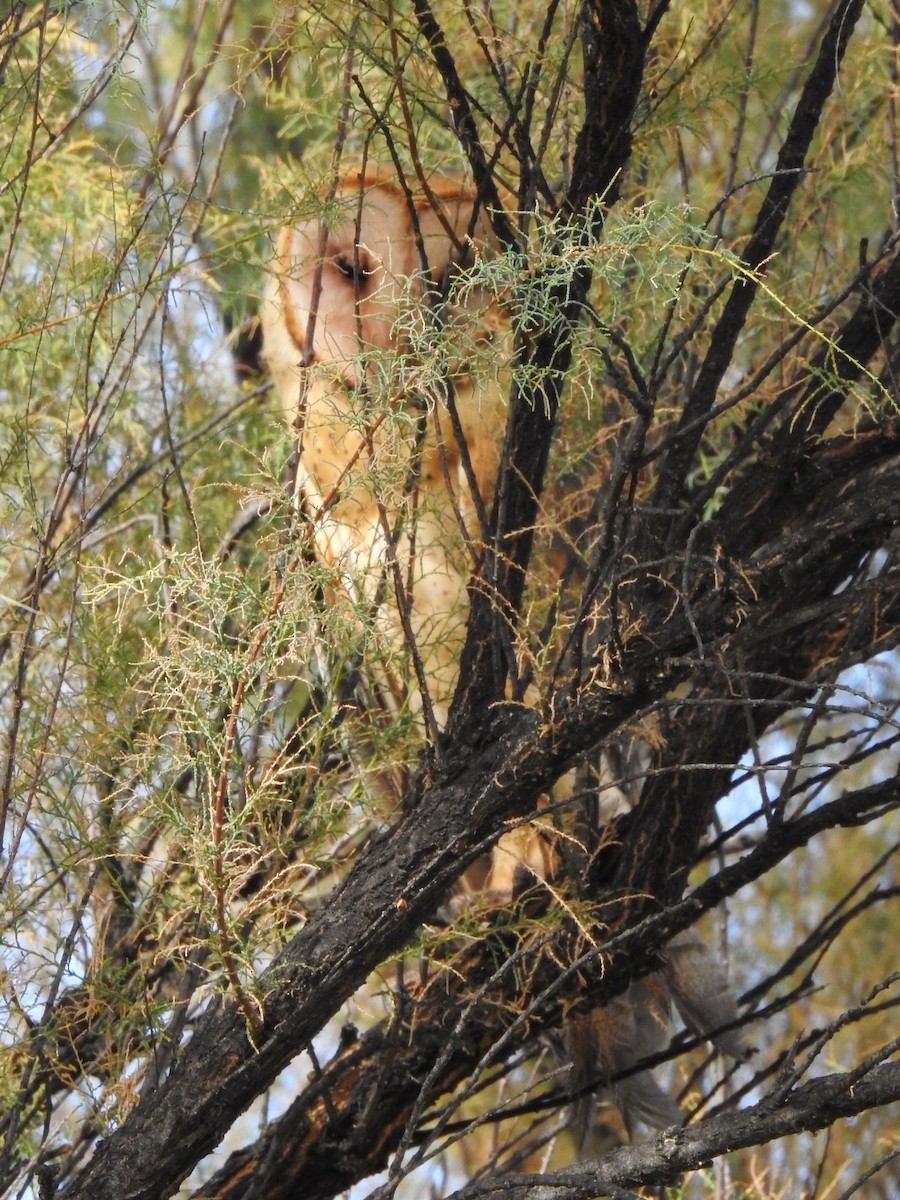 American Barn Owl (American) - ML176916961