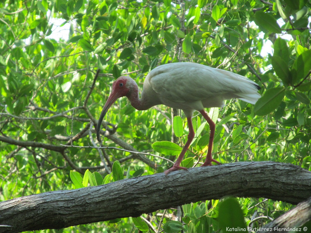 White Ibis - Katalina Gutiérrez Hernández