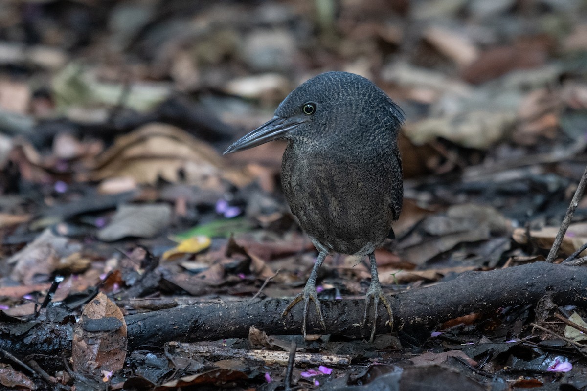 Zigzag Heron - Rob Williams