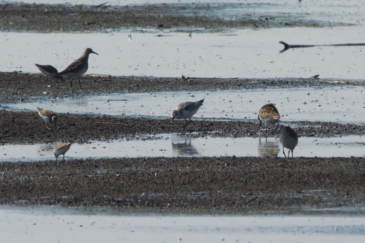 Sanderling - ML176919511