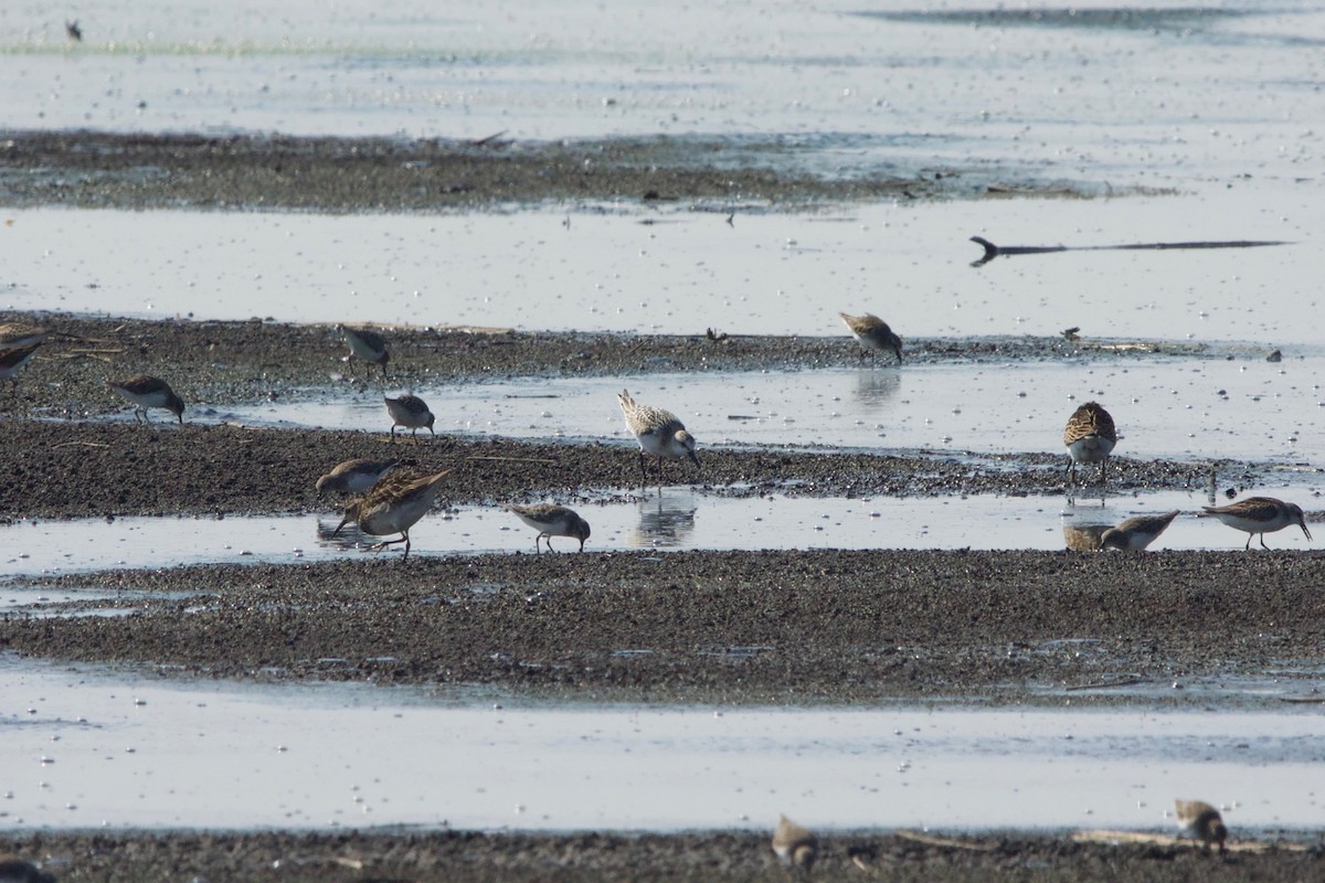 Sanderling - Hal Mitchell