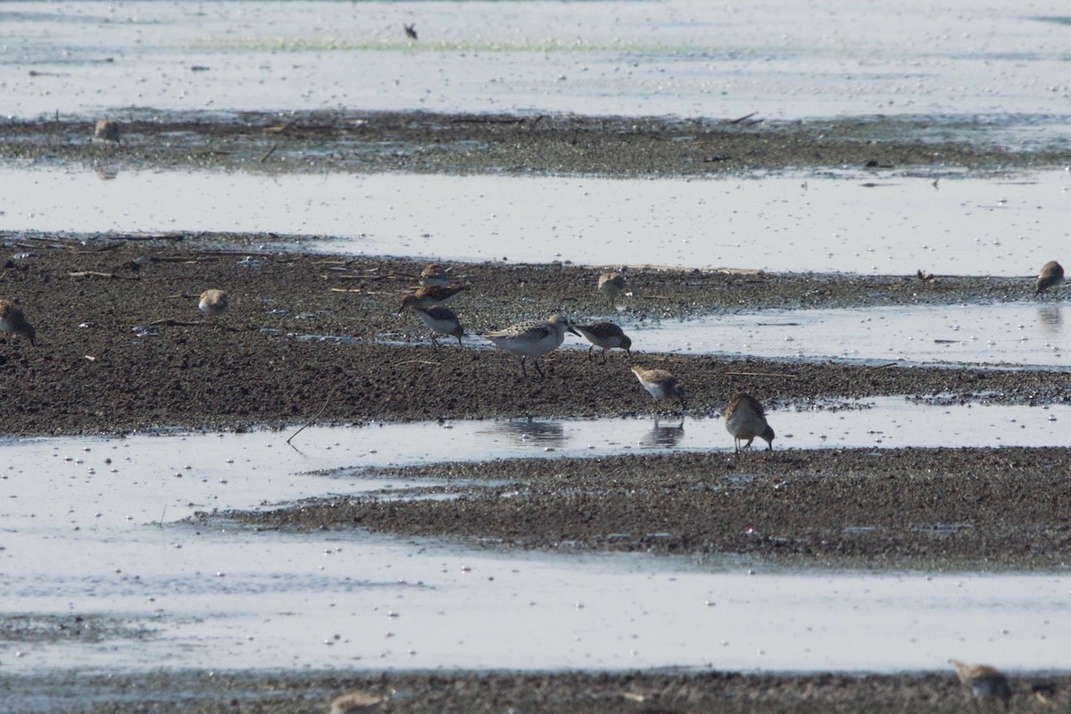 Sanderling - ML176919571