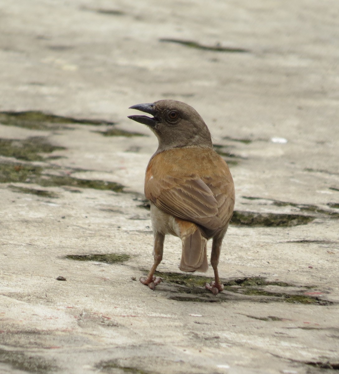 Northern Gray-headed Sparrow - ML176920301