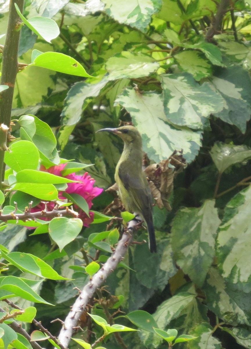 Copper Sunbird - ML176920321