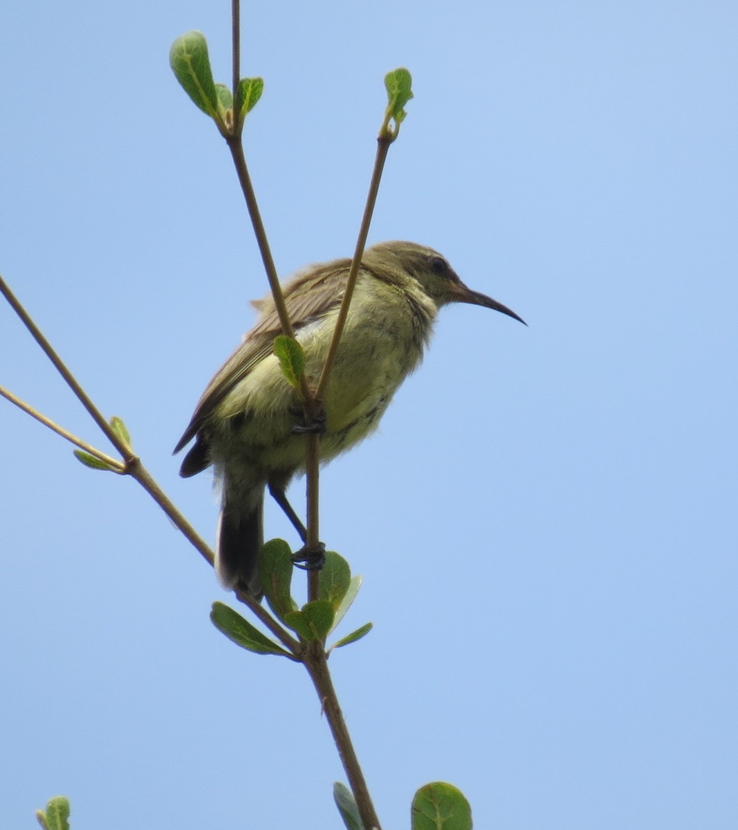 Copper Sunbird - ML176920421