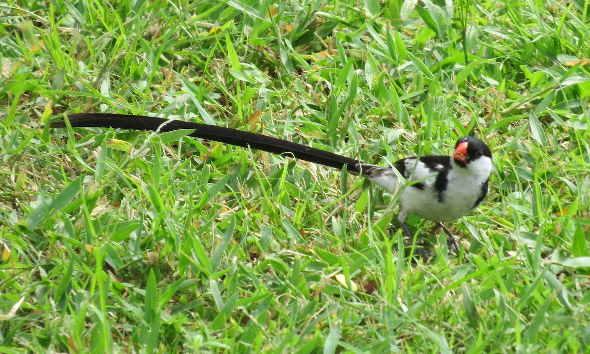 Pin-tailed Whydah - ML176920441