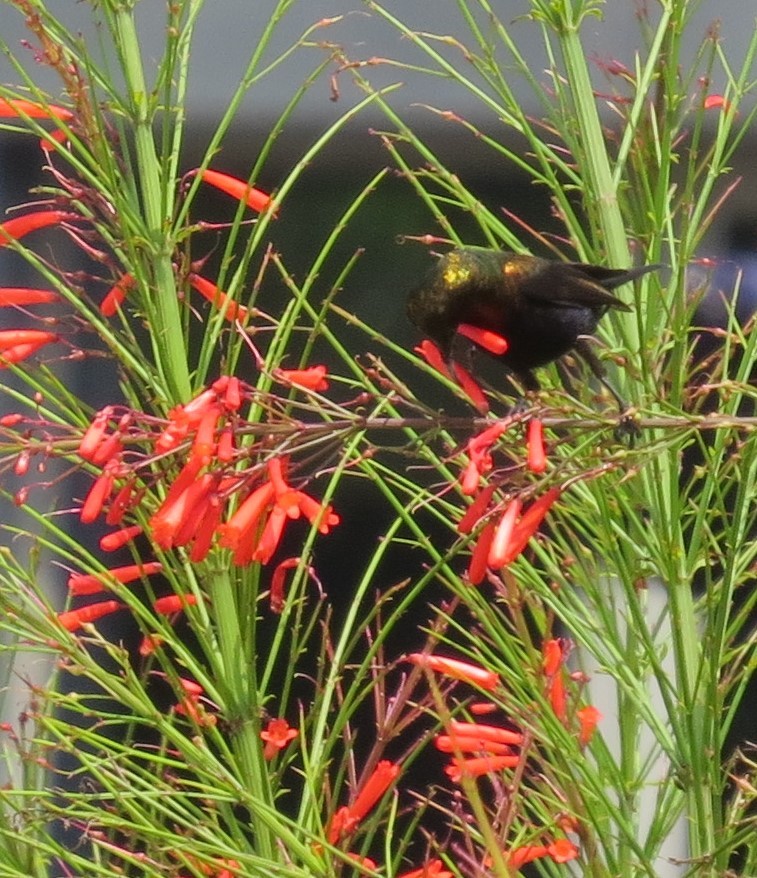 Copper Sunbird - ML176920461