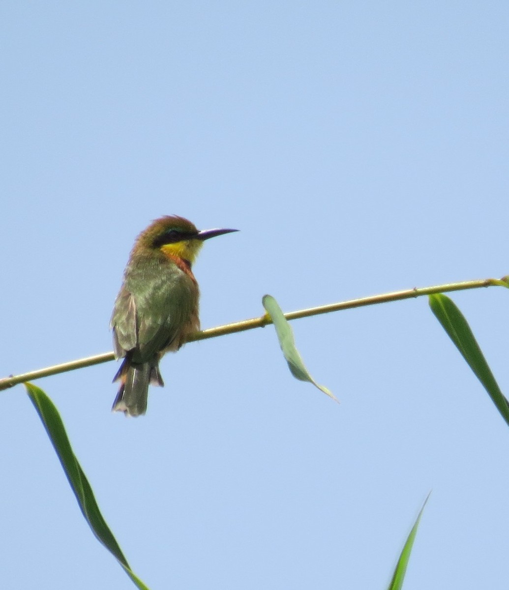 Little Bee-eater - ML176920651