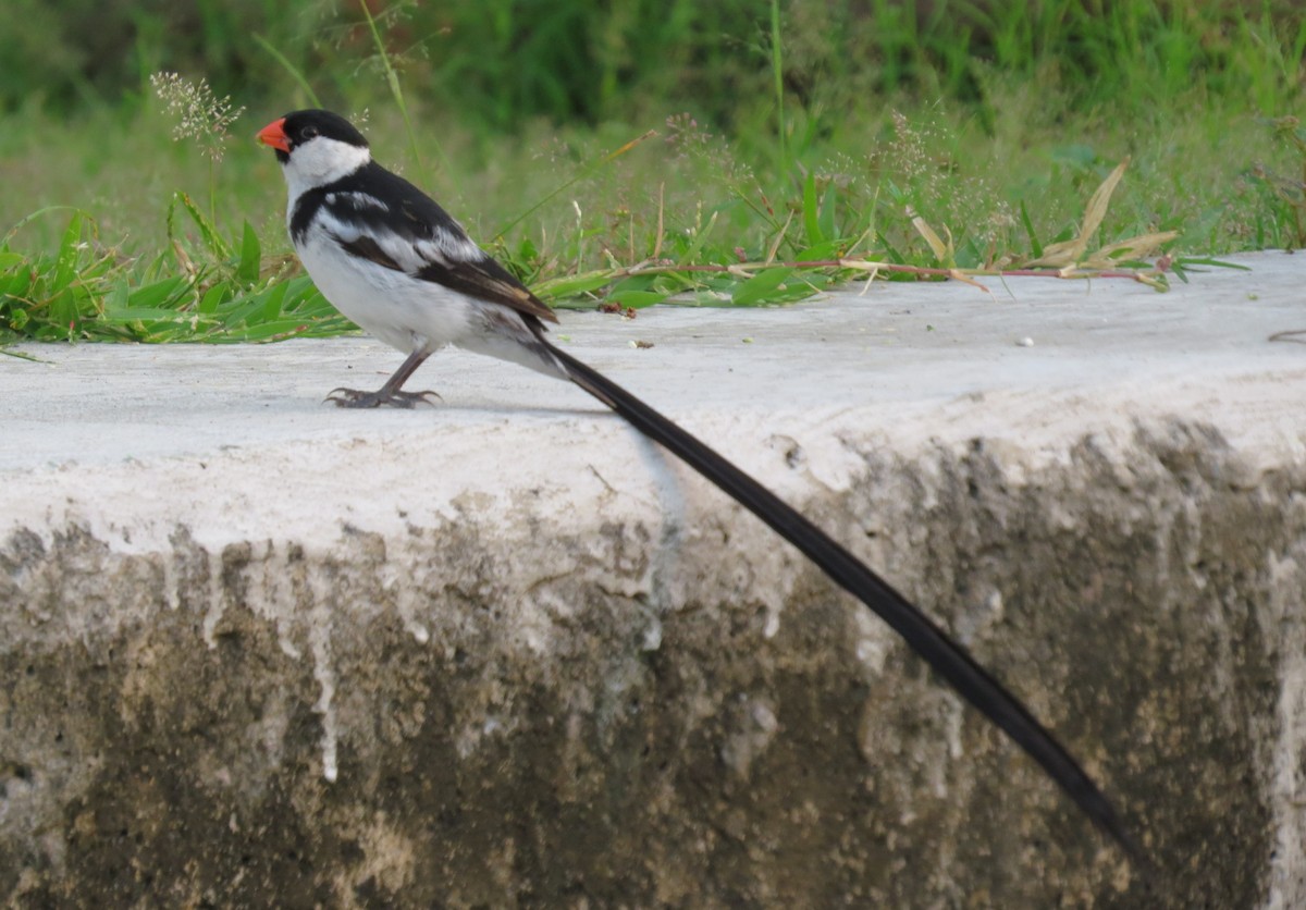 Pin-tailed Whydah - ML176920681