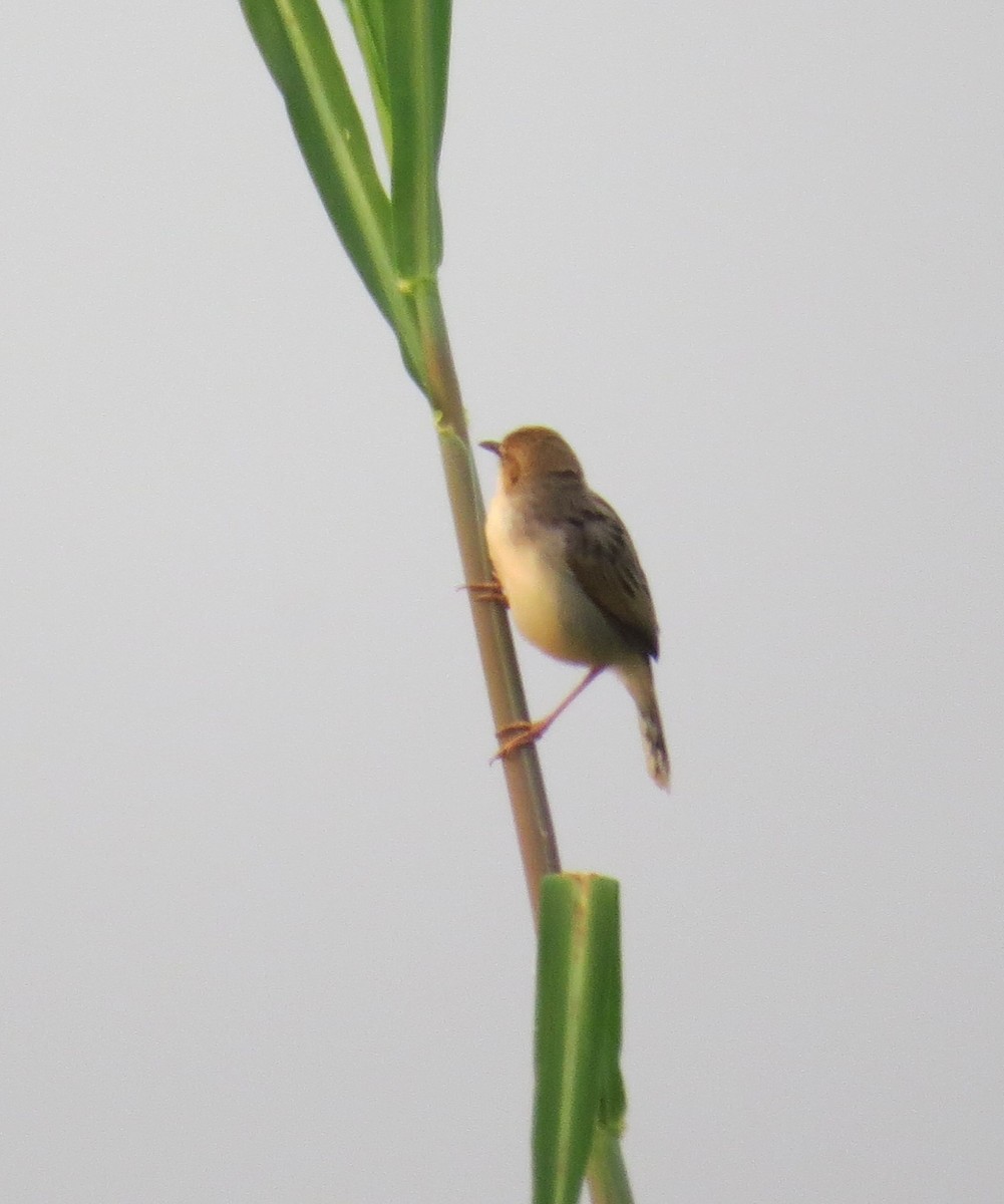 Rattling Cisticola - ML176920751