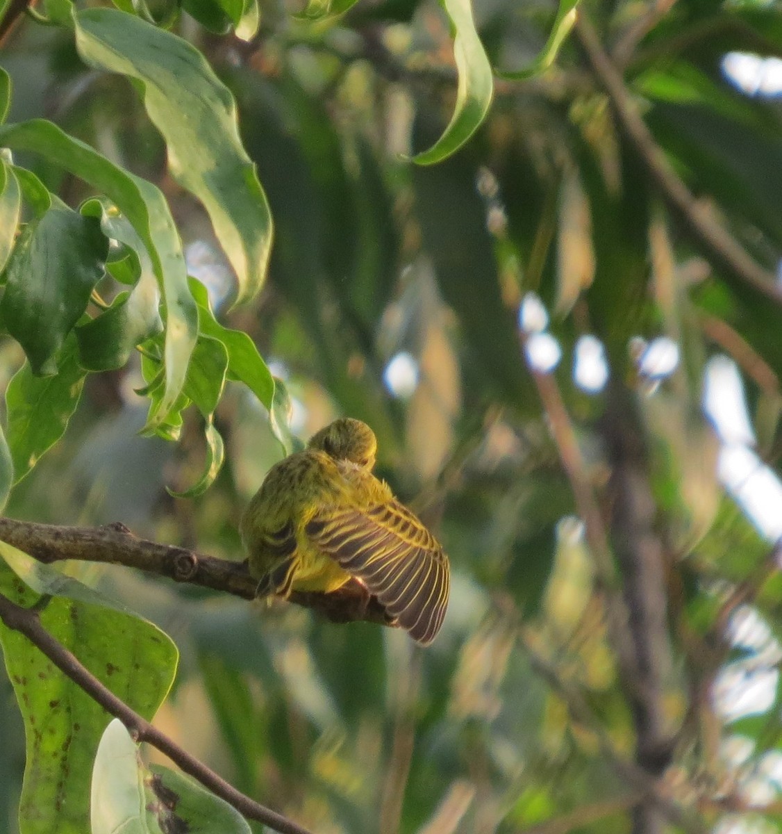 Black-faced Canary - ML176920861