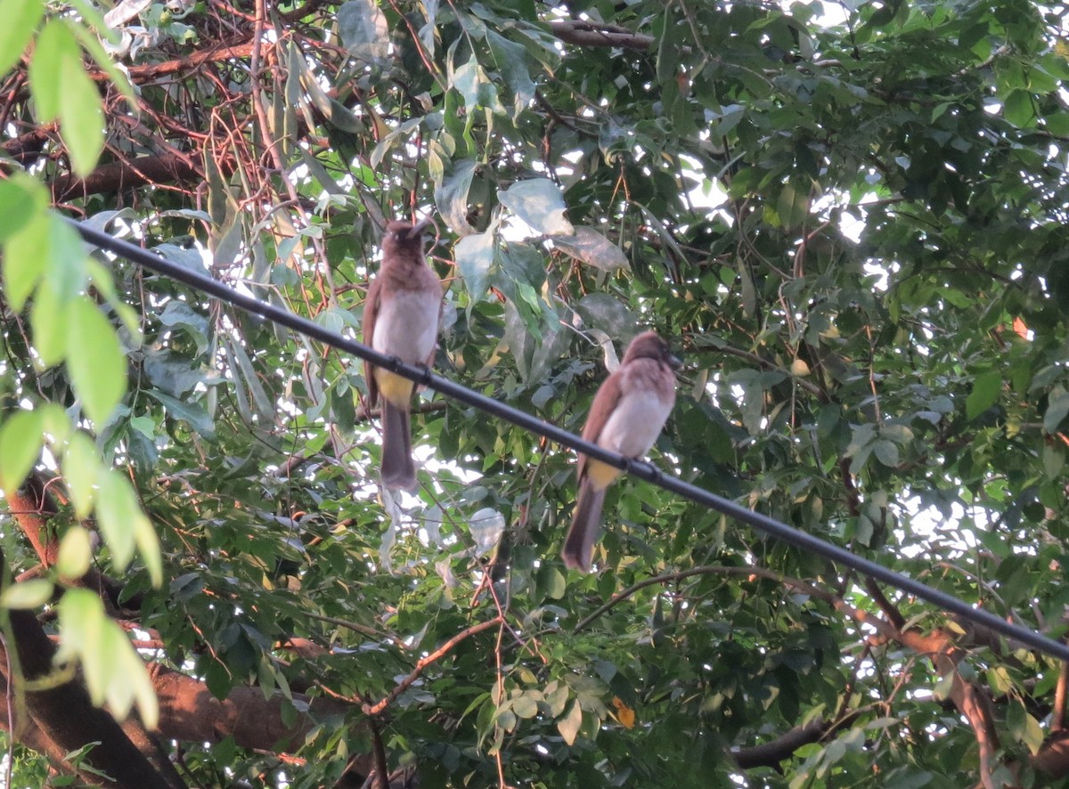 Common Bulbul - ML176920921