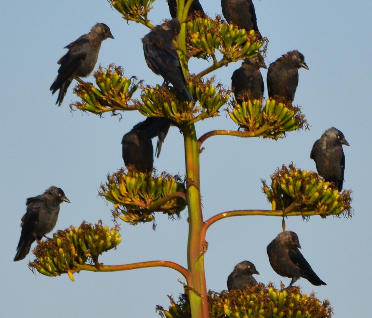 Eurasian Jackdaw - ML176921401