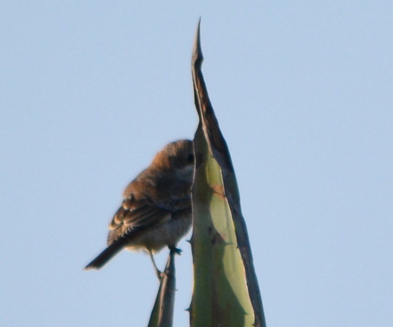 House Sparrow - ML176921681