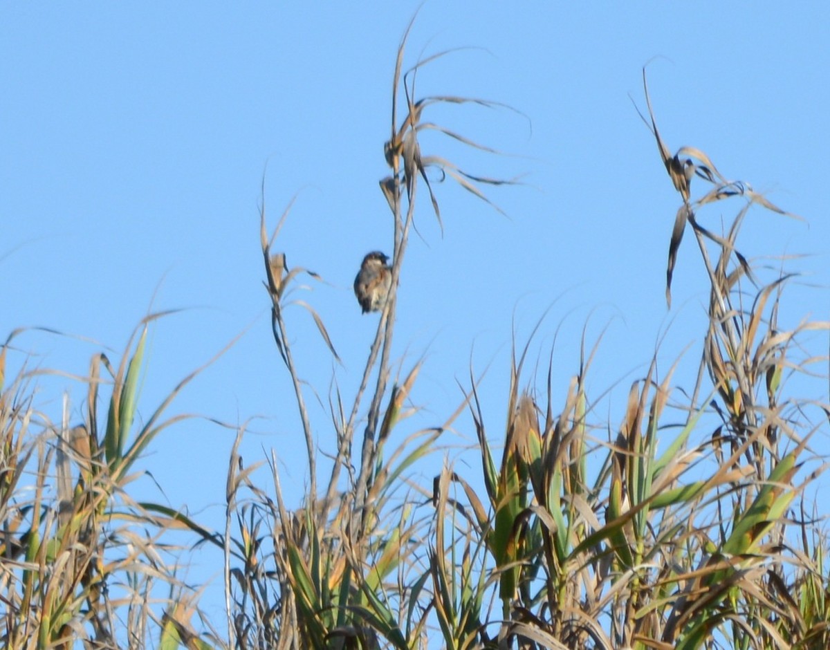 House Sparrow - ML176921841