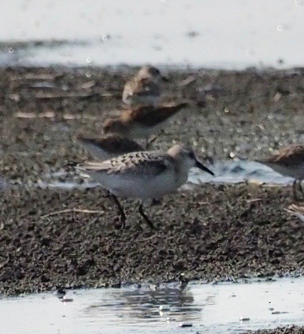 Sanderling - Bob Foehring