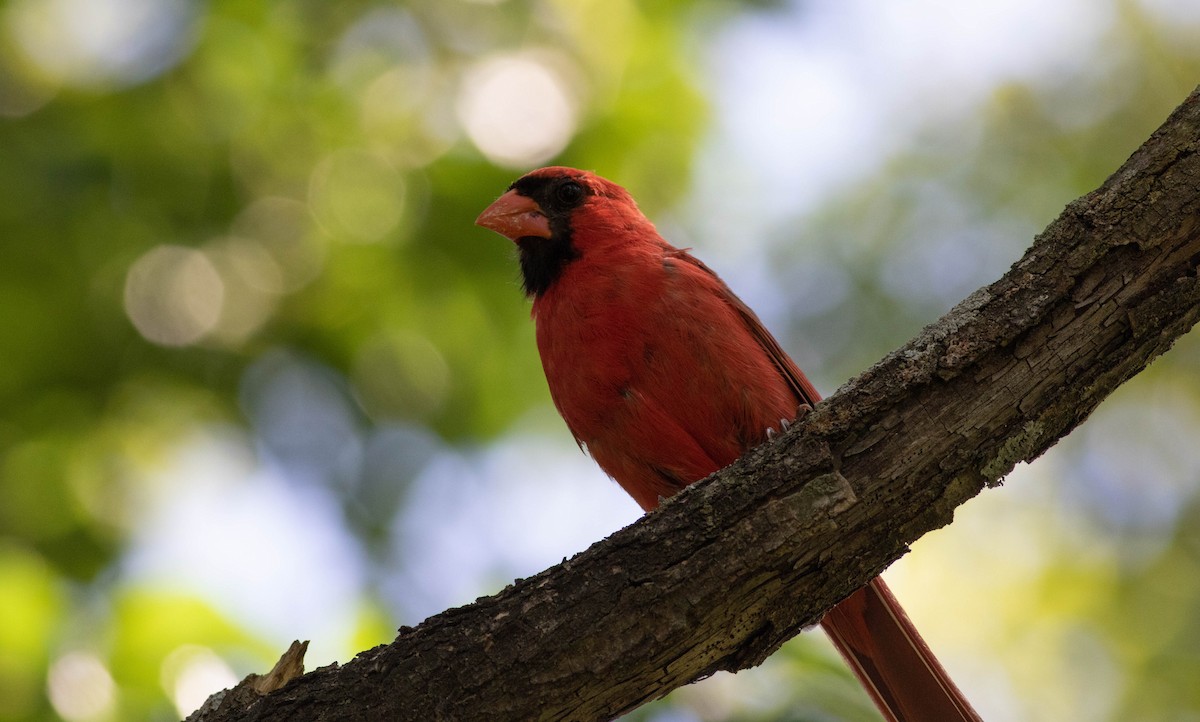 Northern Cardinal - ML176927091