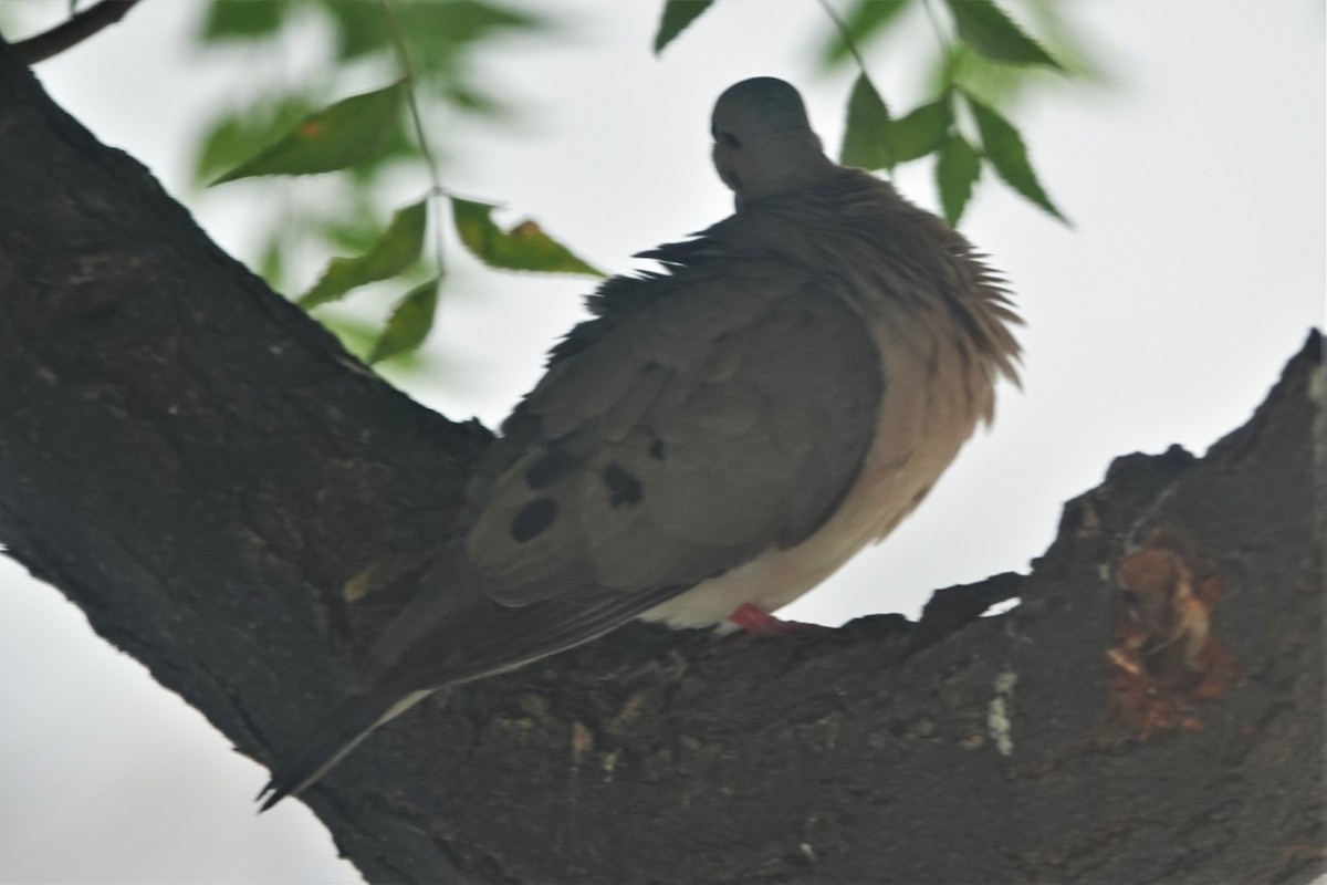 Eared Dove - ML176927581