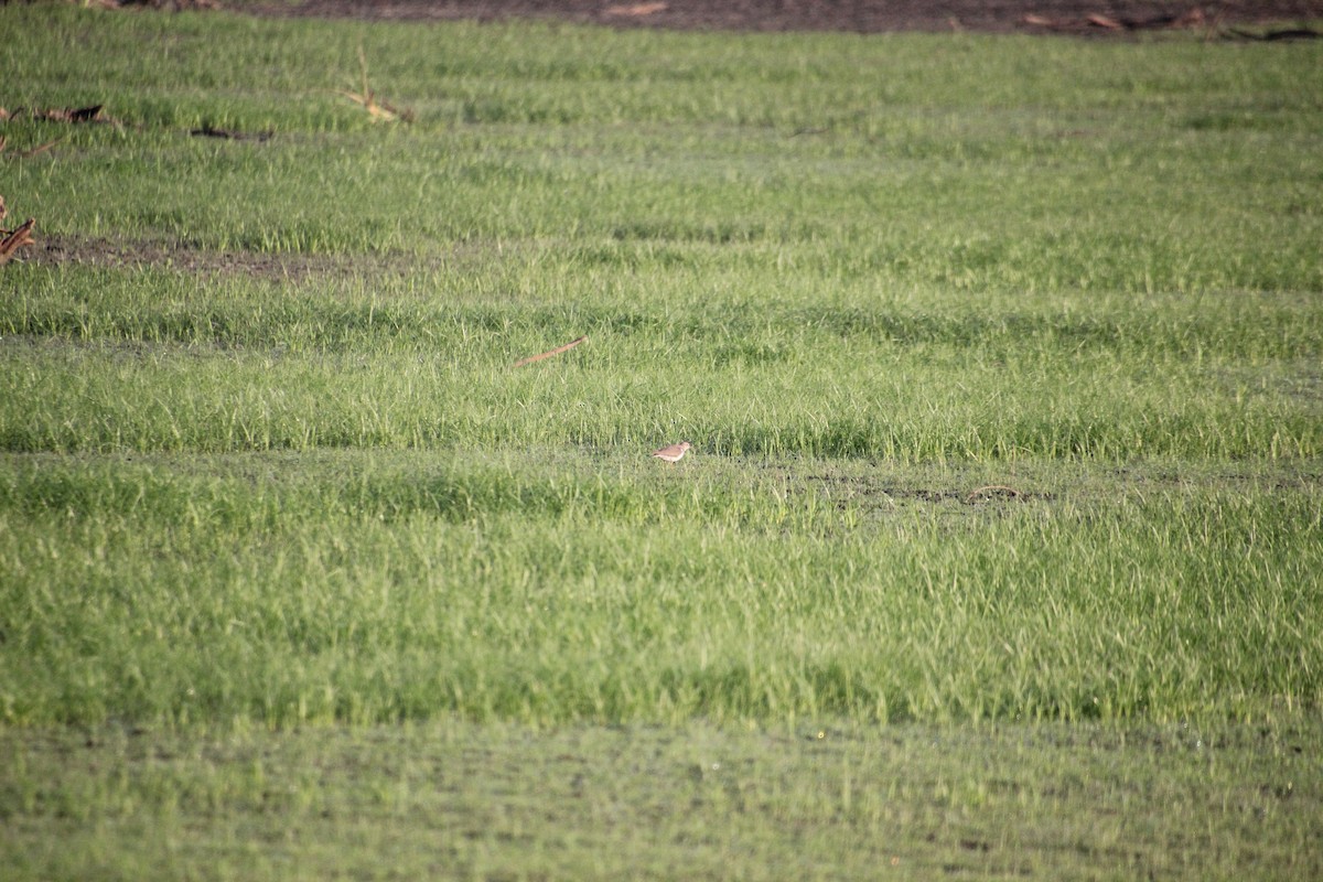 Spotted Sandpiper - ML176932271