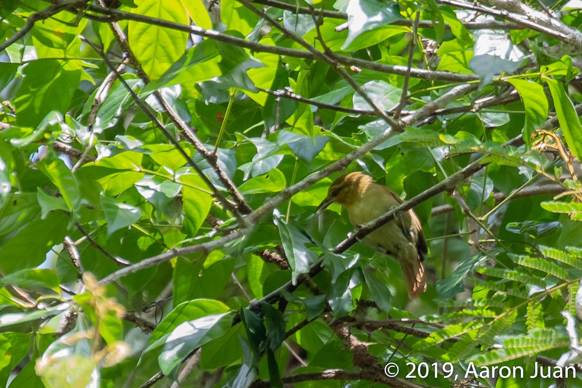 Russet Antshrike - ML176936231