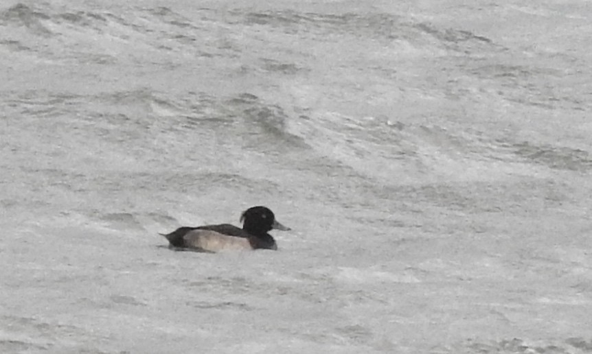 Tufted Duck - ML176936591