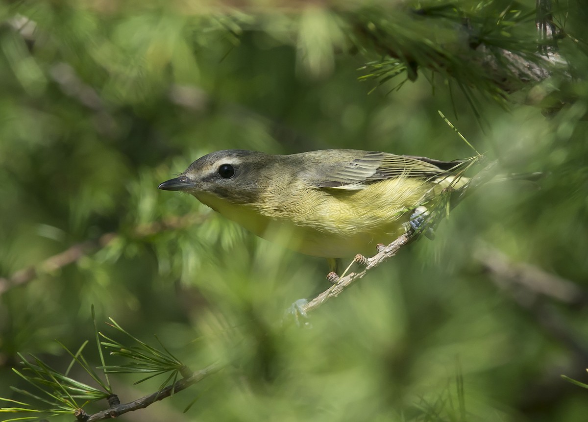 Philadelphia Vireo - ML176936861