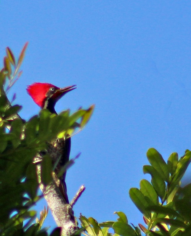 Lineated Woodpecker - ML176939721