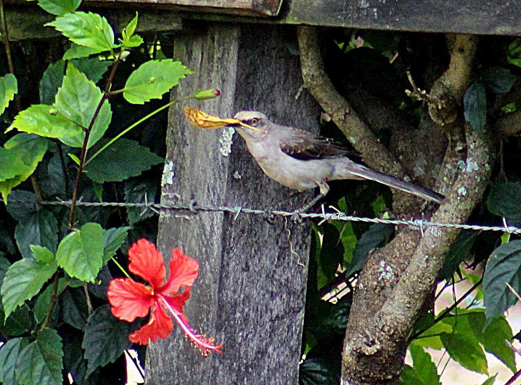 Tropical Mockingbird - Charlie Doggett