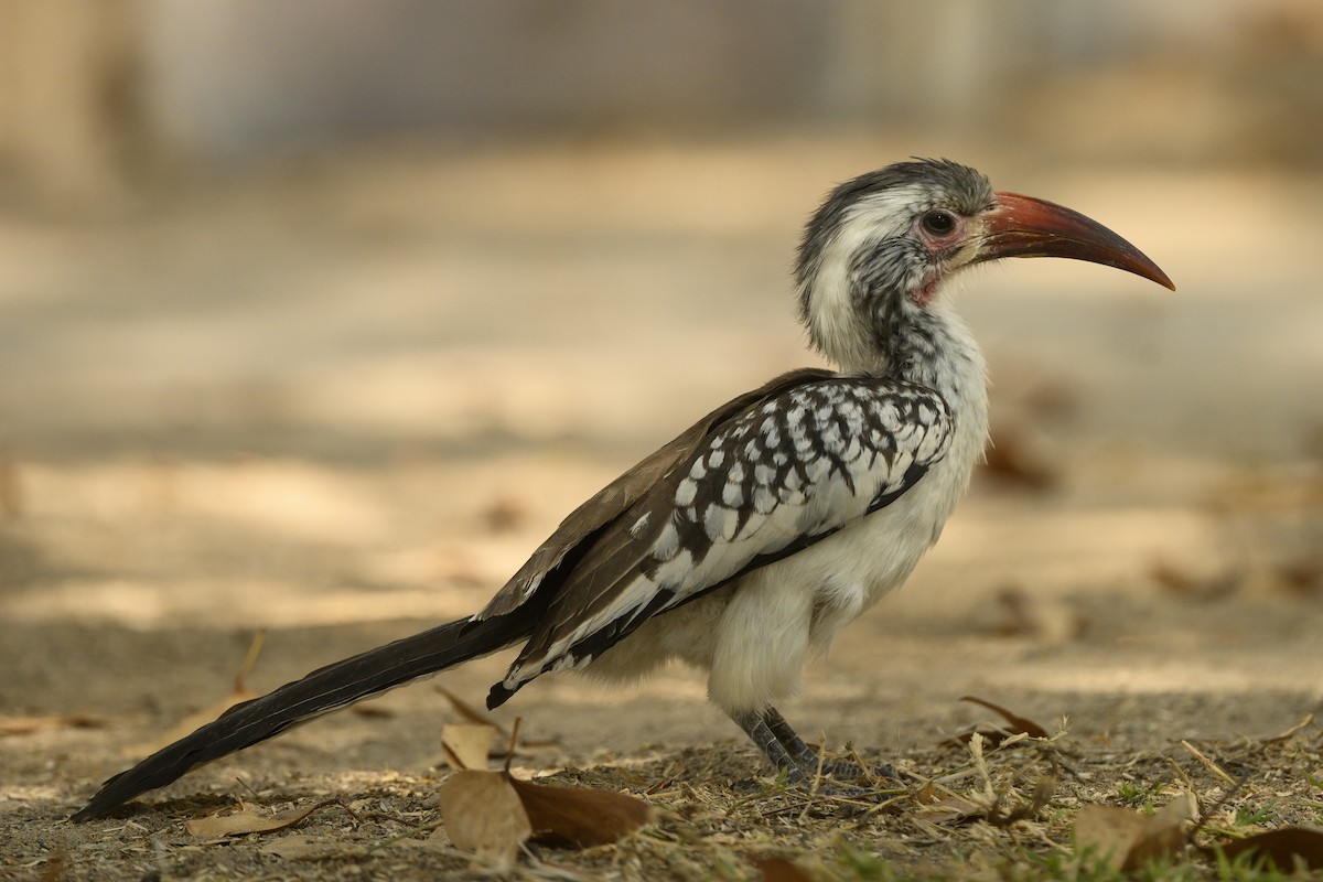 Southern Red-billed Hornbill - Peter Hawrylyshyn