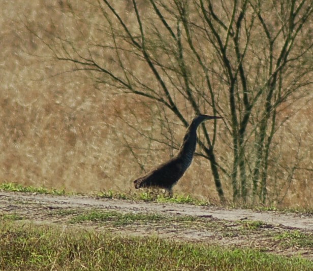 Bare-throated Tiger-Heron - Charley Amos