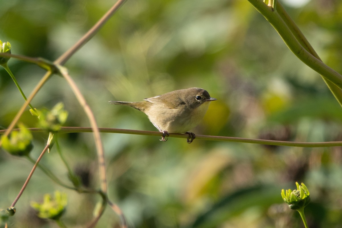 Common Yellowthroat - MI YU