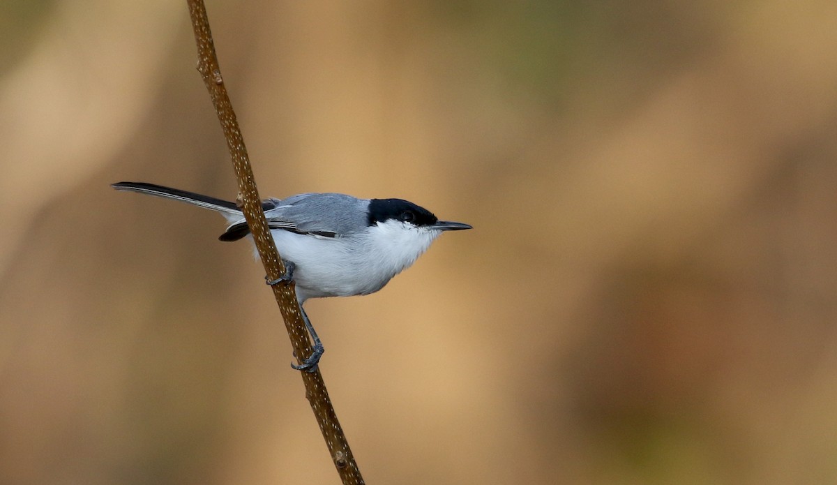 White-lored Gnatcatcher - Jay McGowan