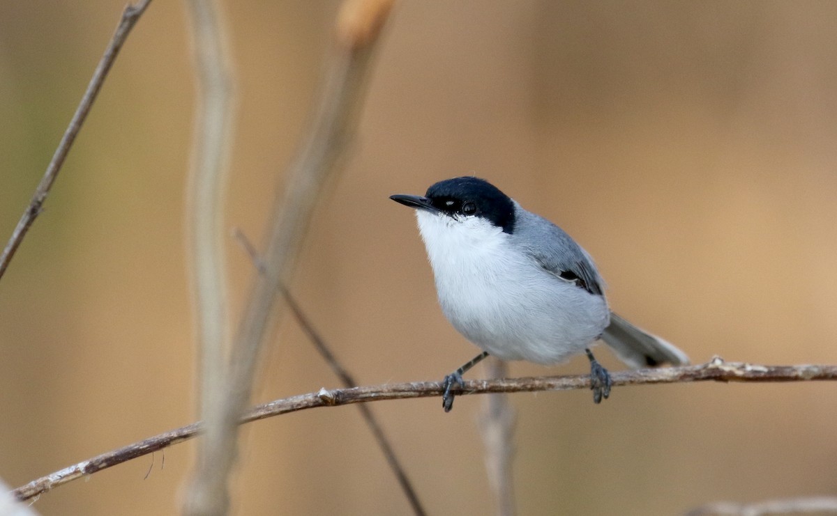 White-lored Gnatcatcher - Jay McGowan