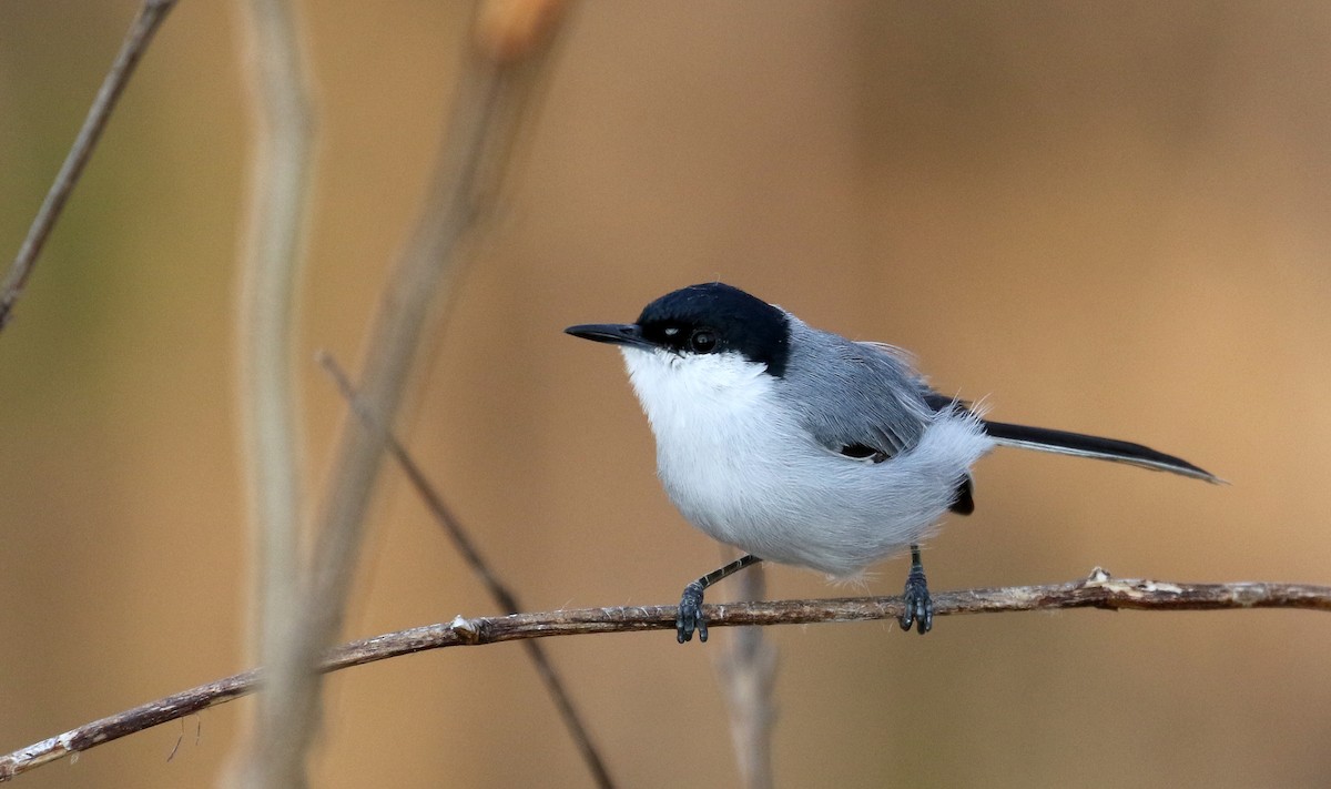 White-lored Gnatcatcher - ML176950451