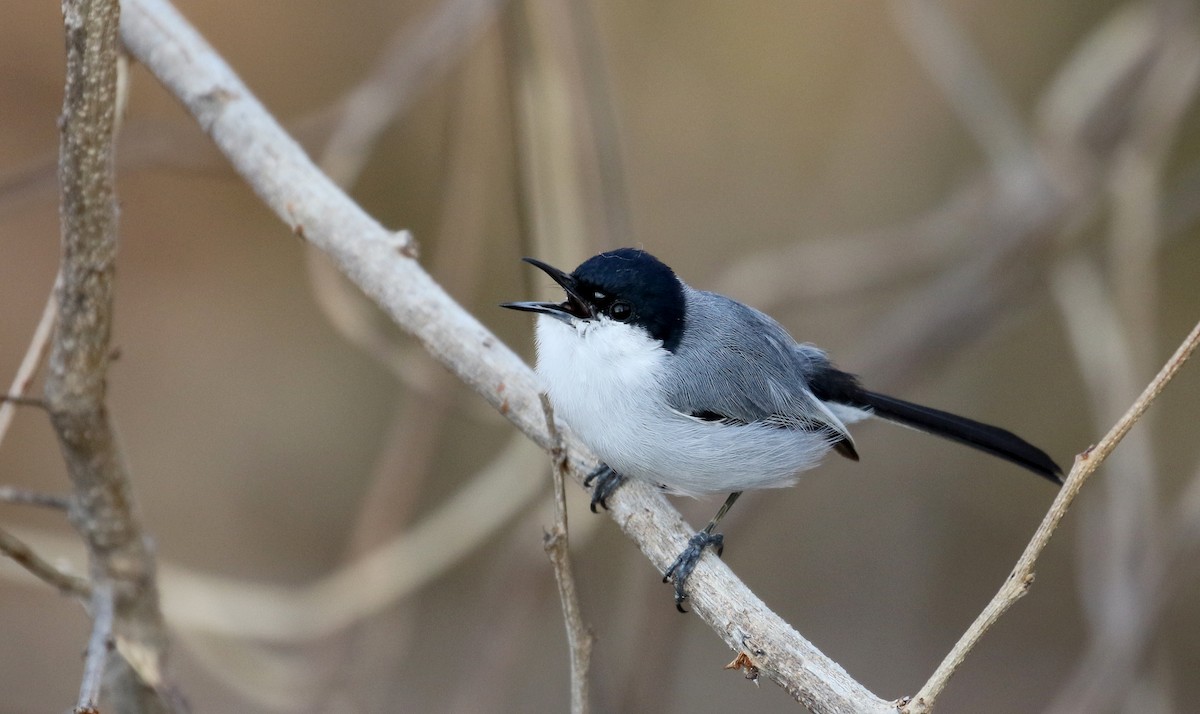 White-lored Gnatcatcher - ML176950561