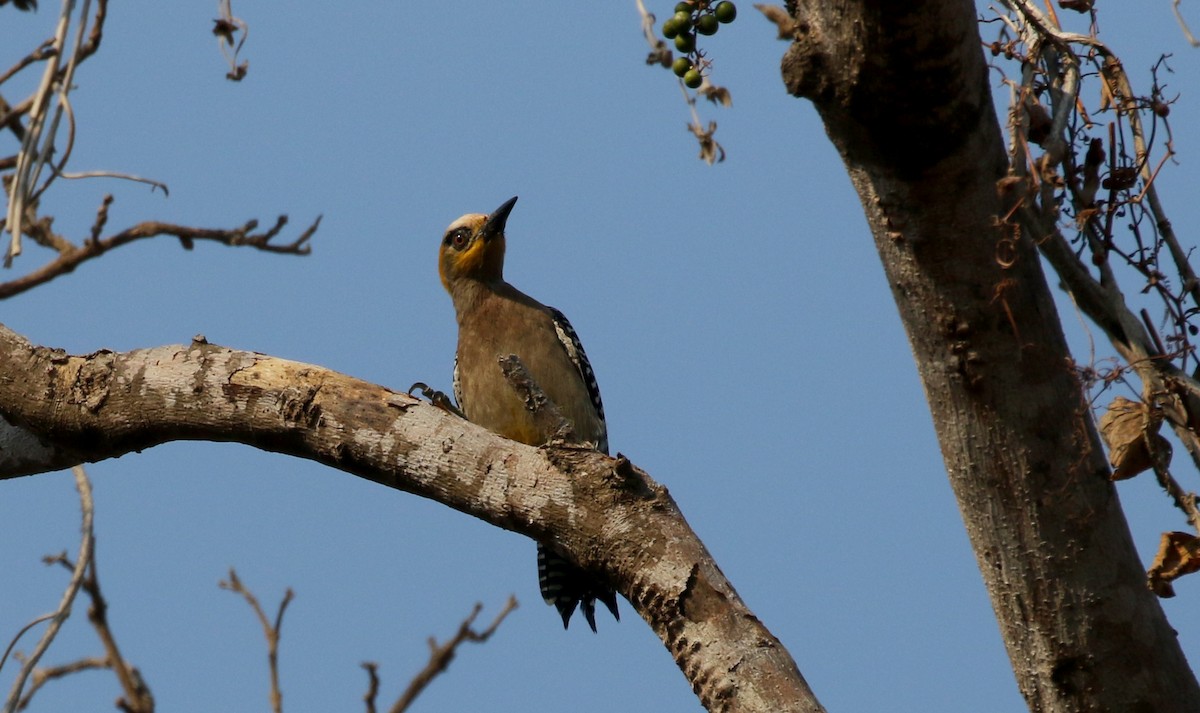 Golden-cheeked Woodpecker - ML176950671