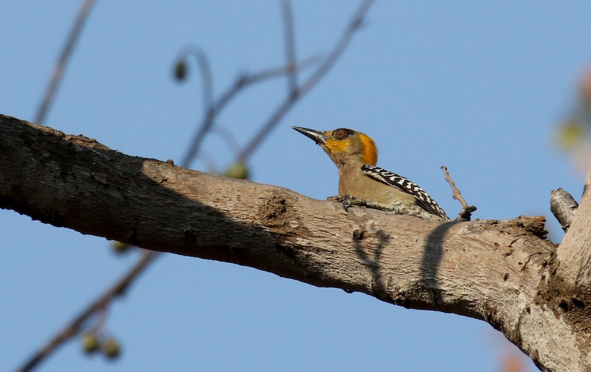 Golden-cheeked Woodpecker - ML176950731