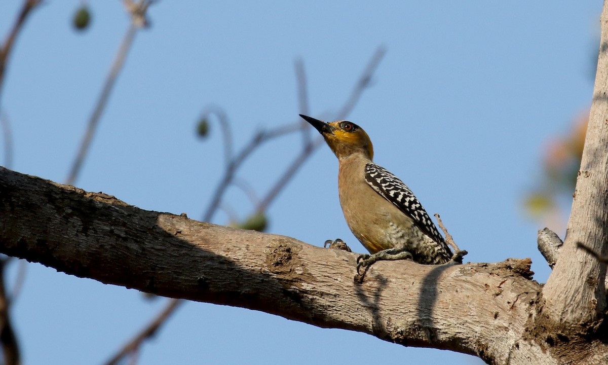 Golden-cheeked Woodpecker - ML176950741