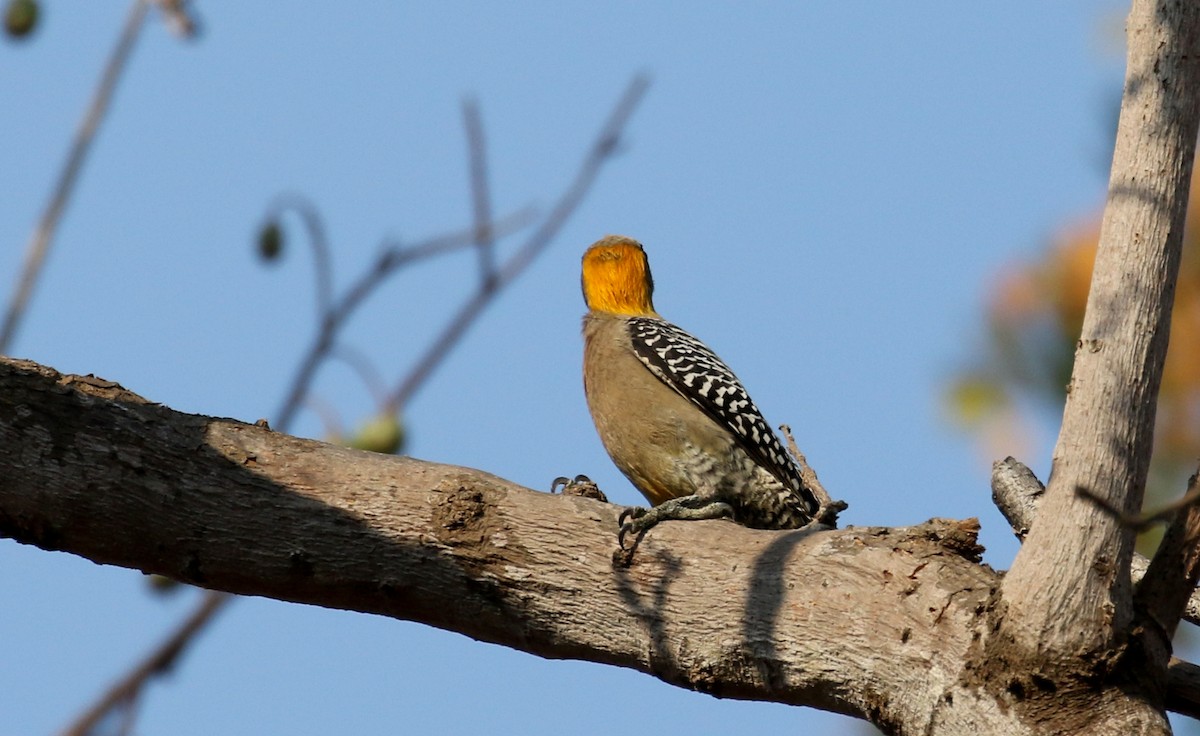 Golden-cheeked Woodpecker - ML176950751