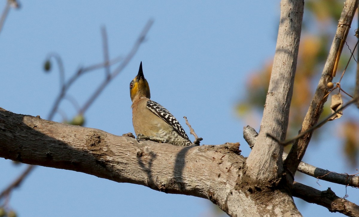 Golden-cheeked Woodpecker - ML176950761