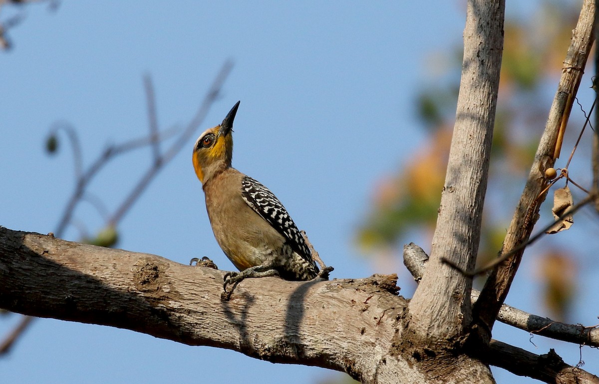 Golden-cheeked Woodpecker - ML176950771