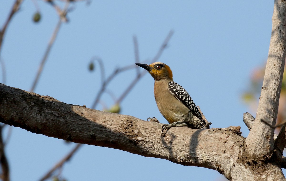 Golden-cheeked Woodpecker - ML176950781