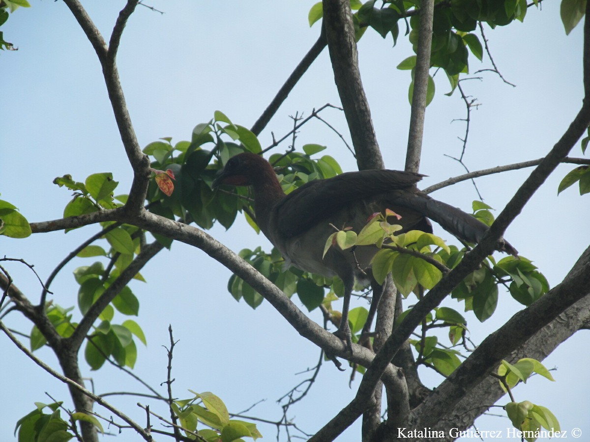 Chestnut-winged Chachalaca - Katalina Gutiérrez Hernández