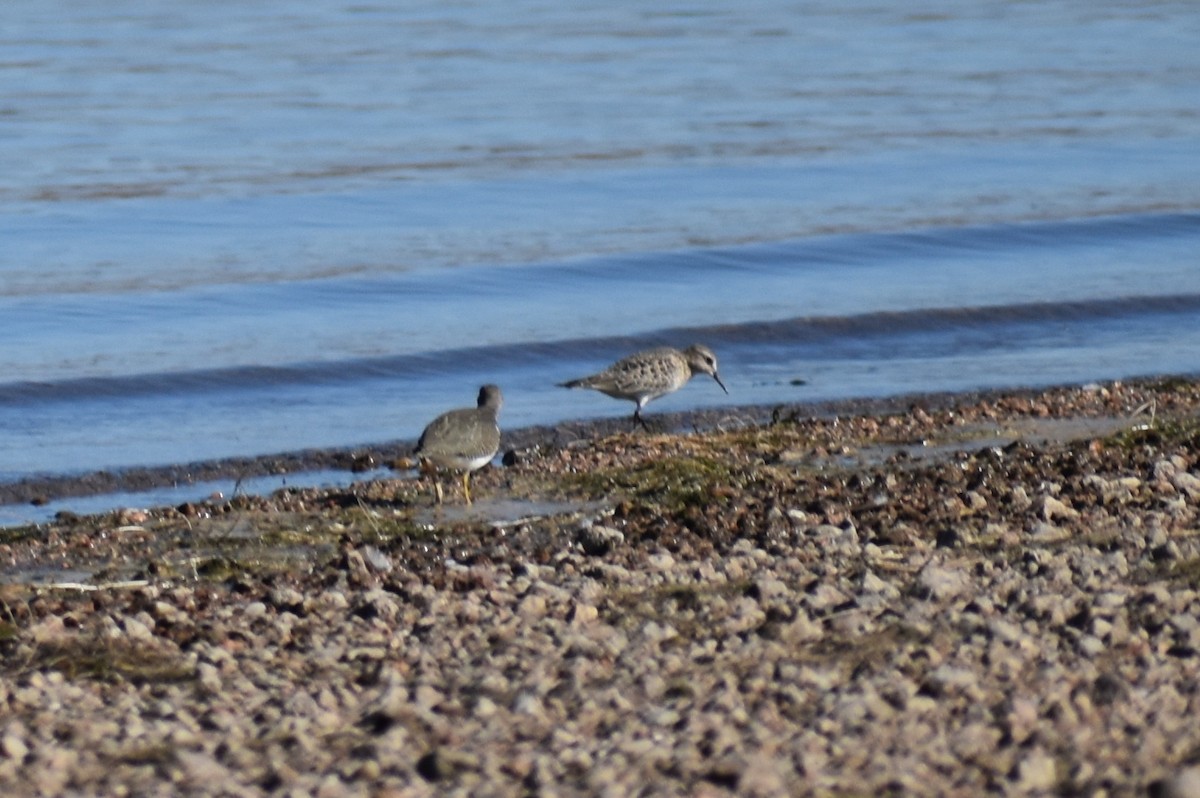 Sanderling - ML176956601