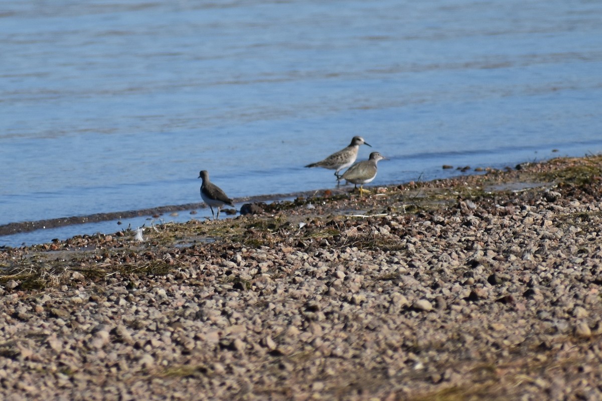 Sanderling - ML176956611