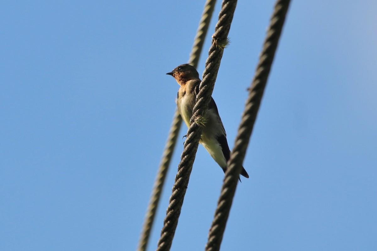 Southern Rough-winged Swallow - ML176957381
