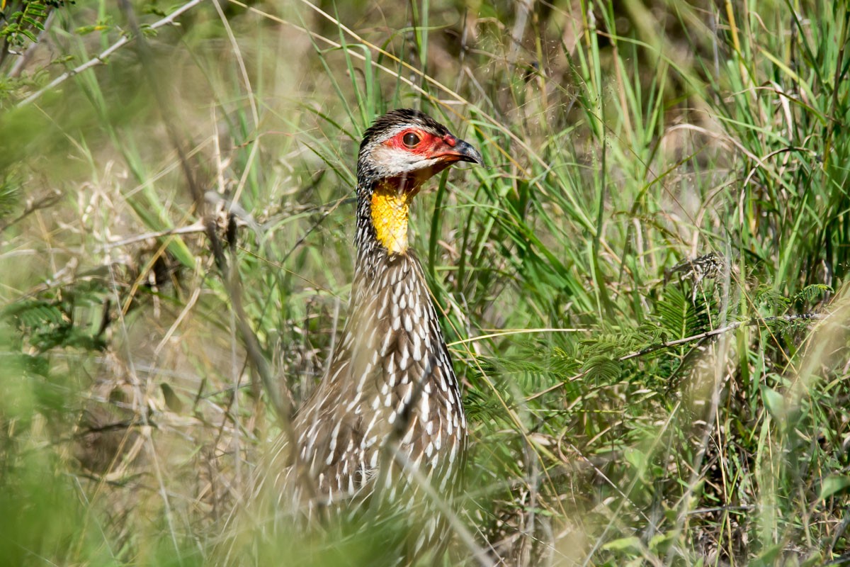 Yellow-necked Spurfowl - ML176959351