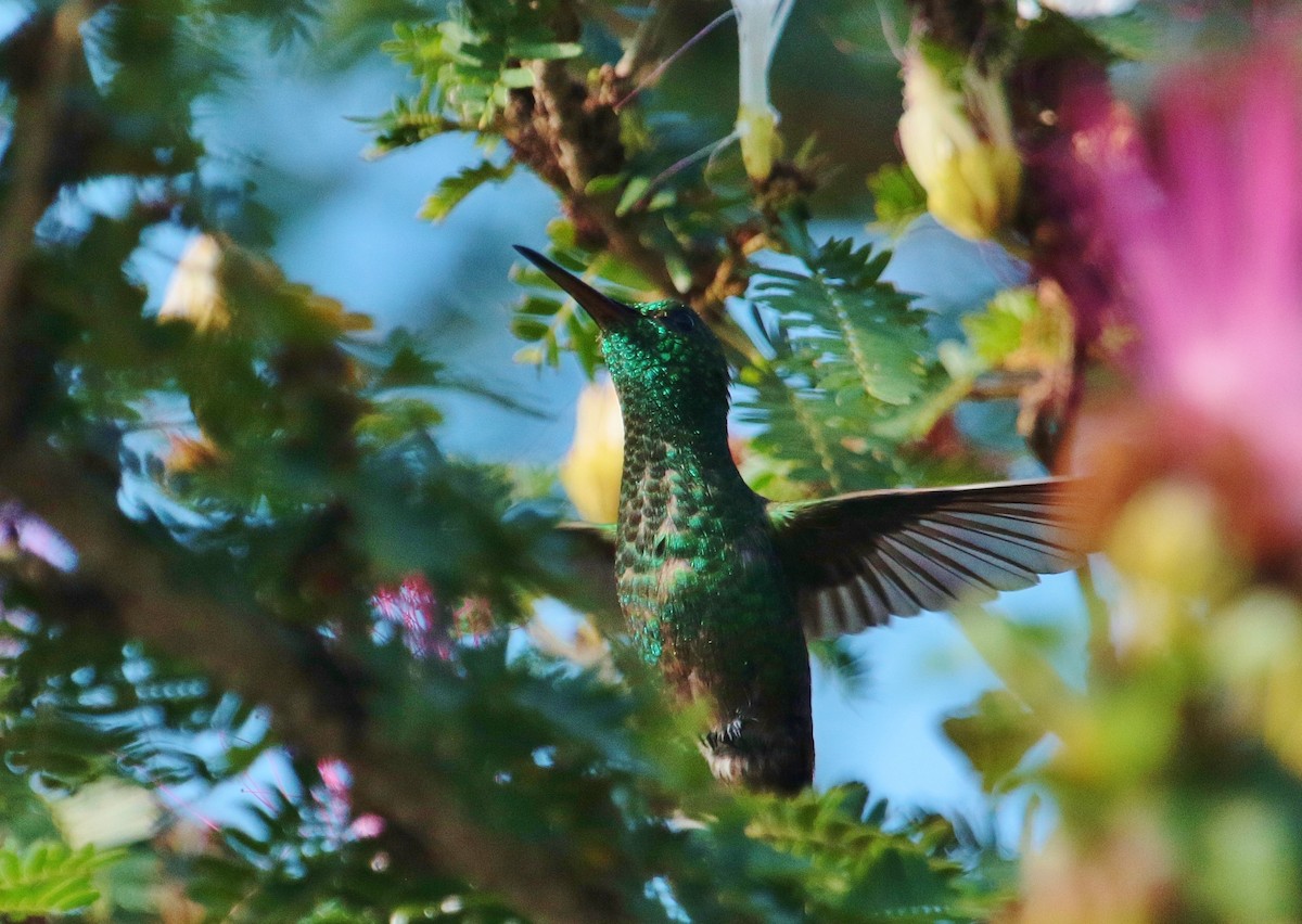 kolibřík měděnořitý - ML176959981
