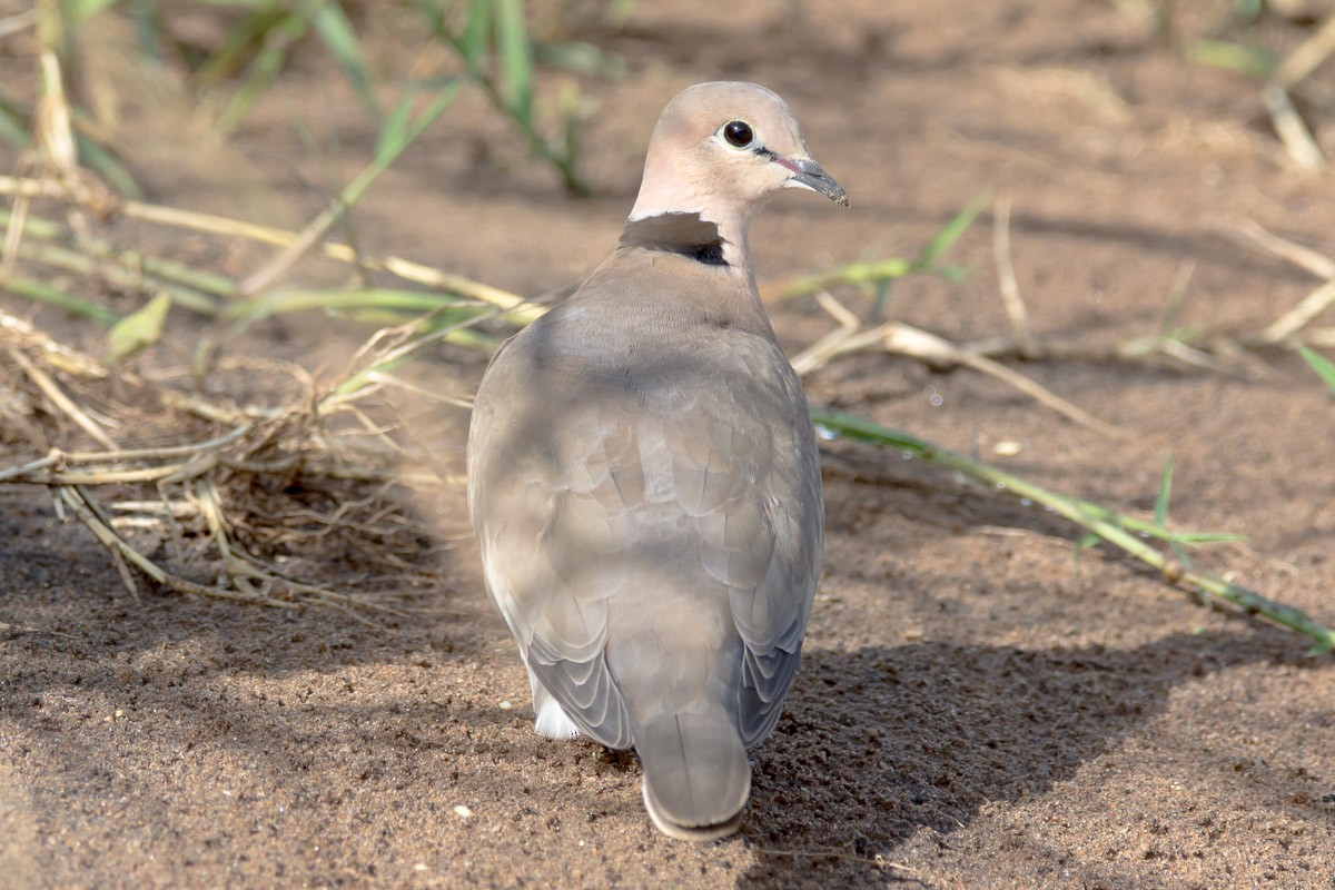 Vinaceous Dove - ML176960081